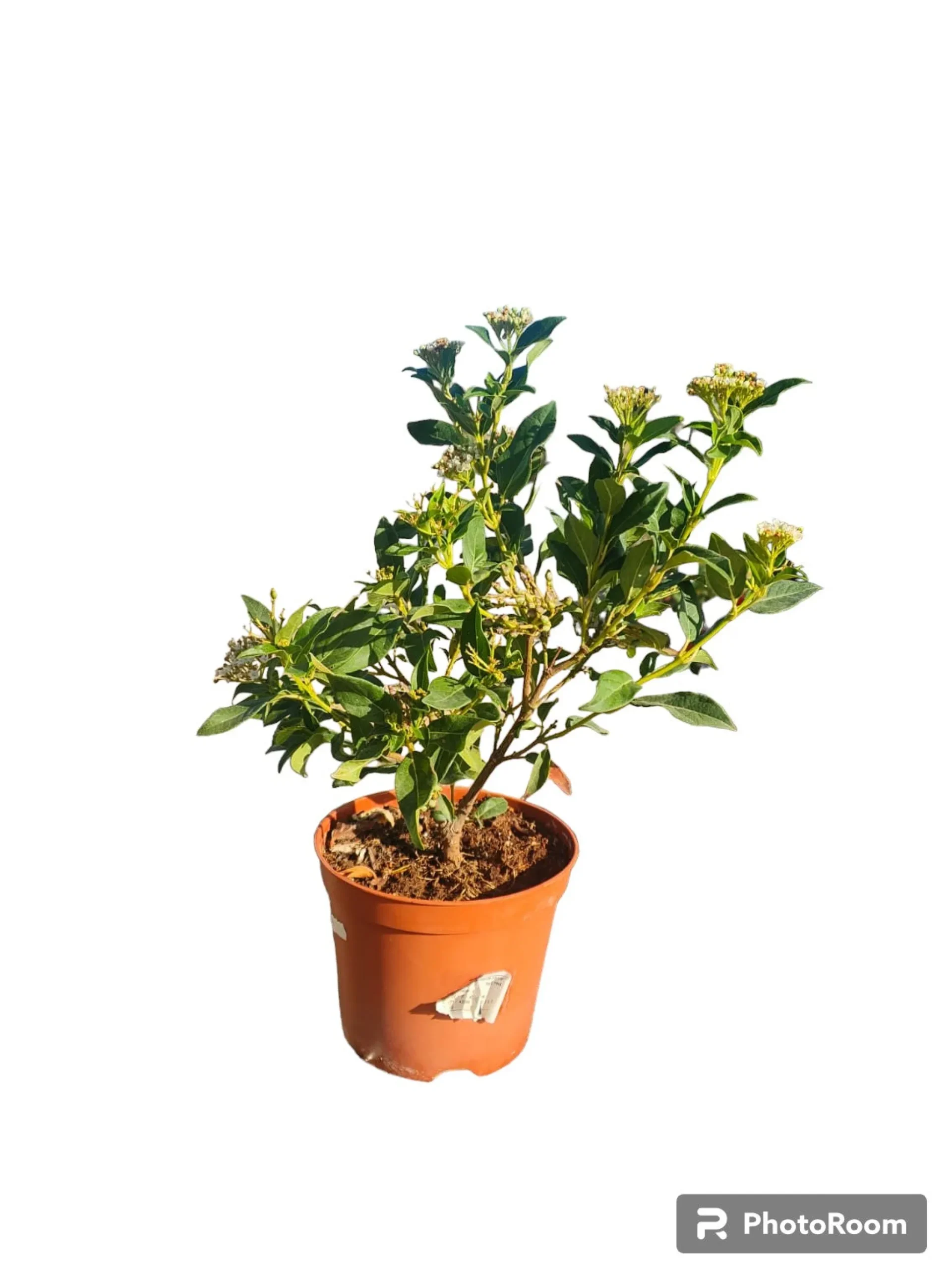 Viburnum Tinus (durillo) Maceta