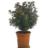 Viburnum Tinus Eve Price M24