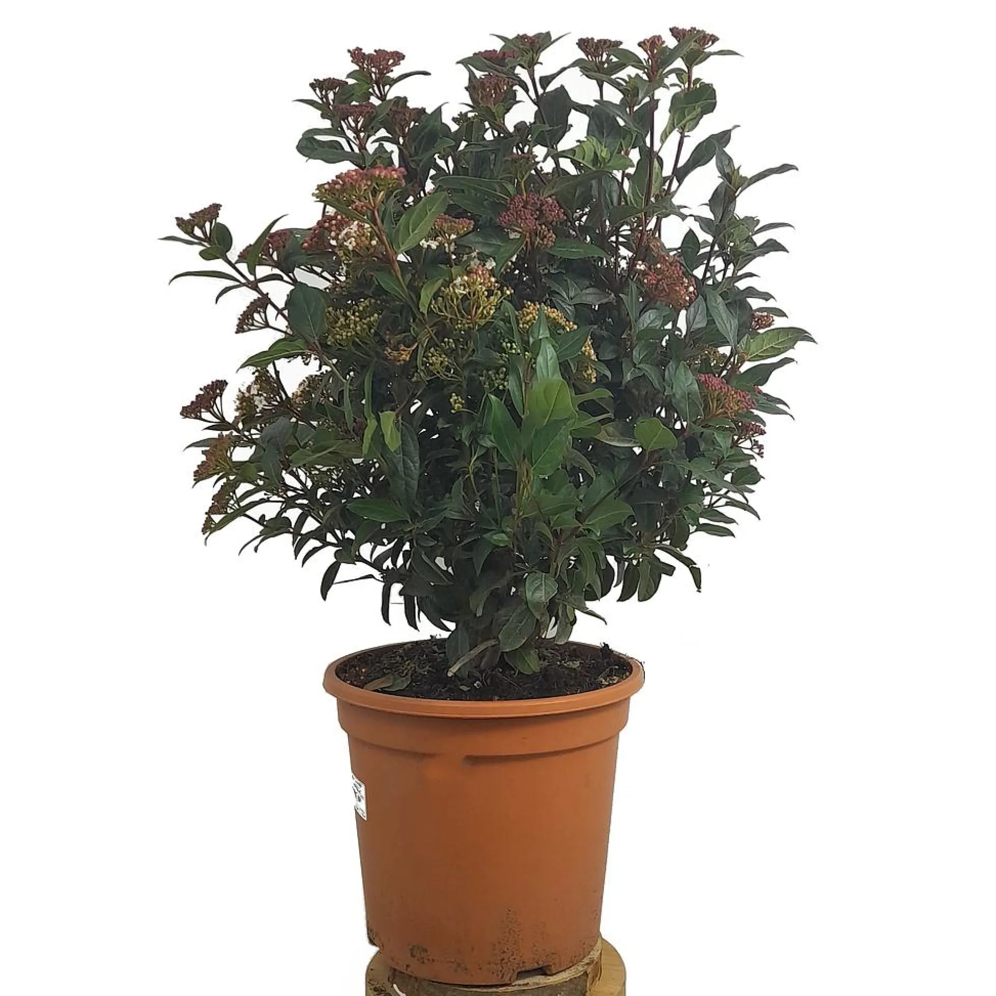 Viburnum Tinus Eve Price M24