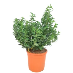 Viburnum Tinus M22 60cm (durillo)