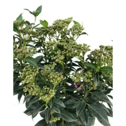 Viburnum Tinus M22 60cm (durillo)