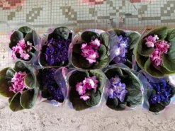 Violeta Surtida Africana Saint Paula Planta De Interior Ø9