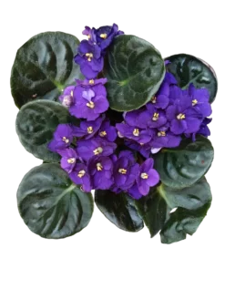 Violeta Surtida Africana Saint Paula Planta De Interior Ø9