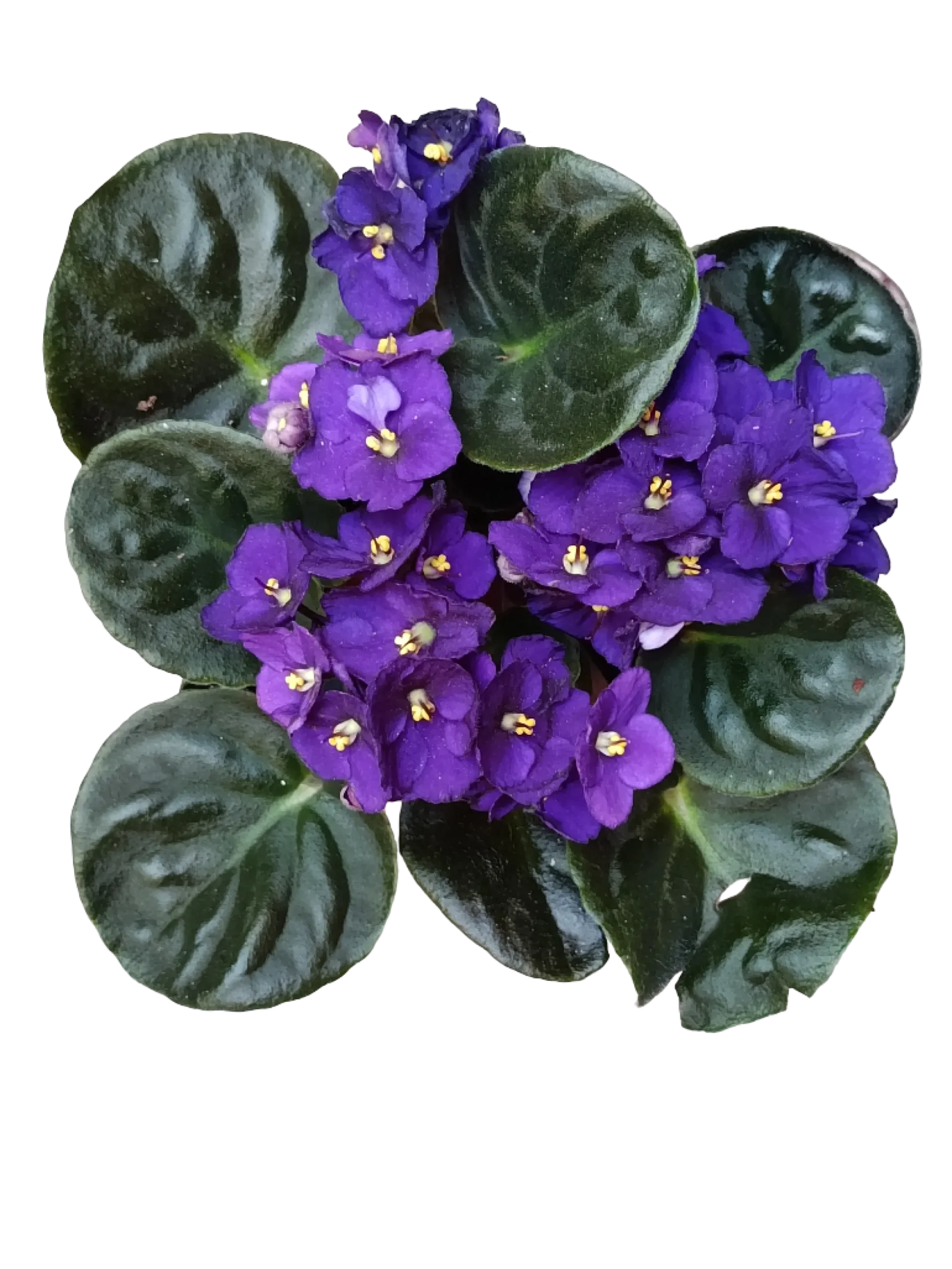 Violeta Surtida Africana Saint Paula Planta De Interior Ø9