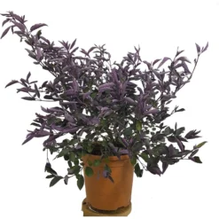Vitex Trifolia Purpurea M24