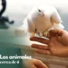 Voladero Para Palomas Bizet