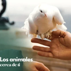 Voladero Para Palomas Bizet