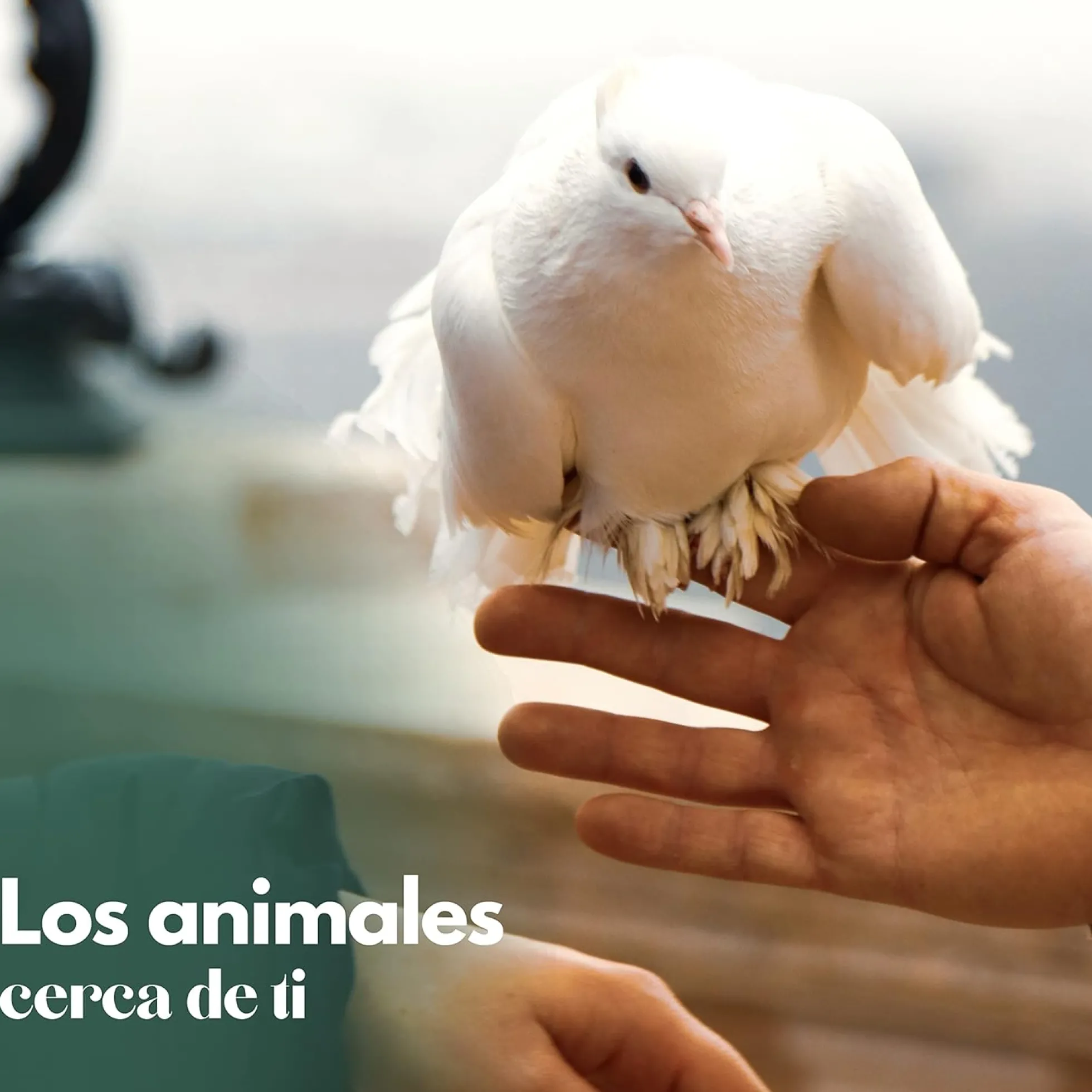 Voladero Para Palomas Bizet