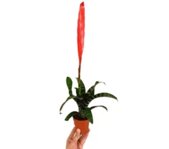 Vriesea Era M9