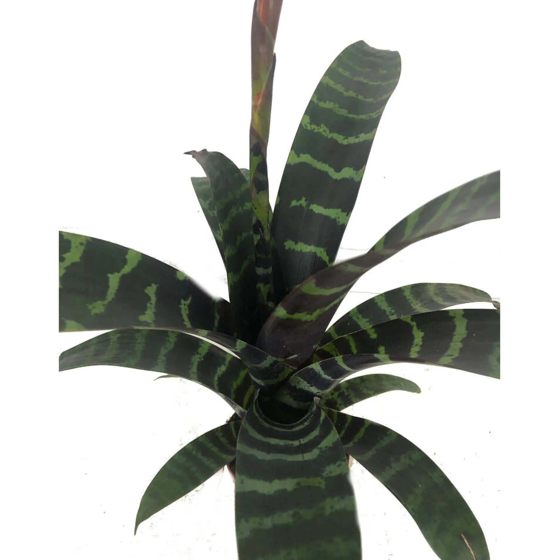 Vriesea Era M9