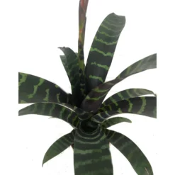 Vriesea Era M9