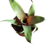 Vriesea Tropical Day Mini Planta De Interior 8 Cms