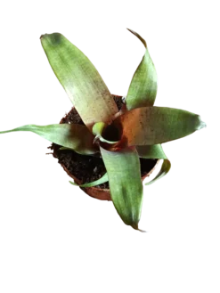 Vriesea Tropical Day Mini Planta De Interior 8 Cms