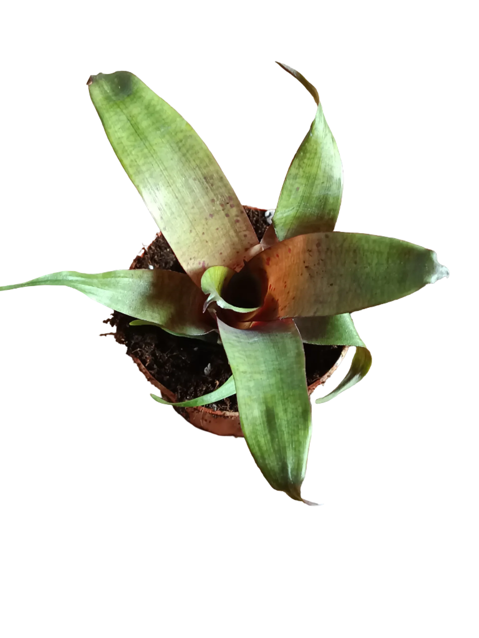 Vriesea Tropical Day Mini Planta De Interior 8 Cms