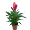 Vriesea Variada M12 45cm