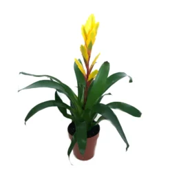 Vriesea Variada M12 45cm