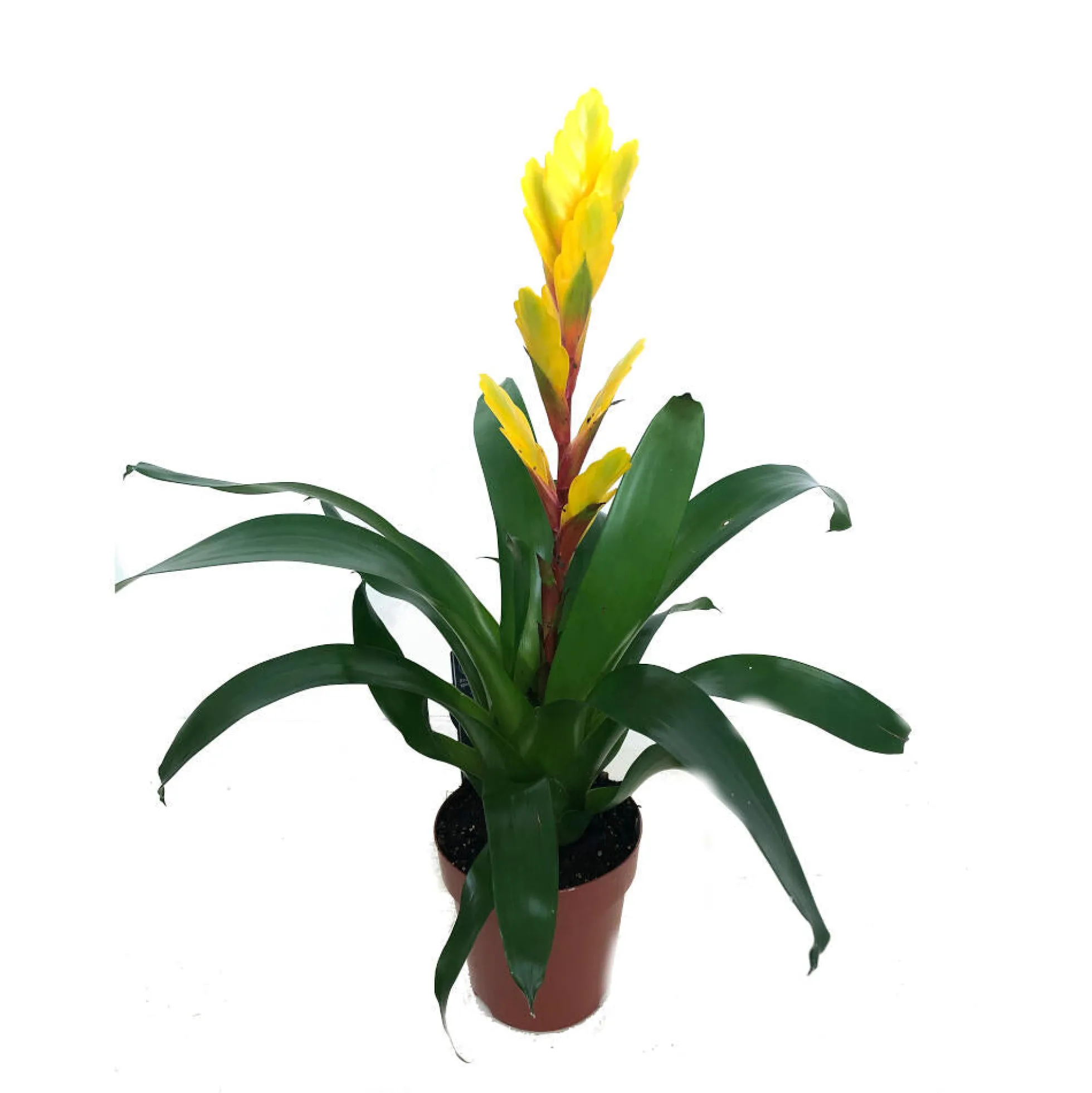 Vriesea Variada M12 45cm