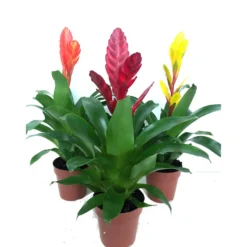 Vriesea Variada M12 45cm