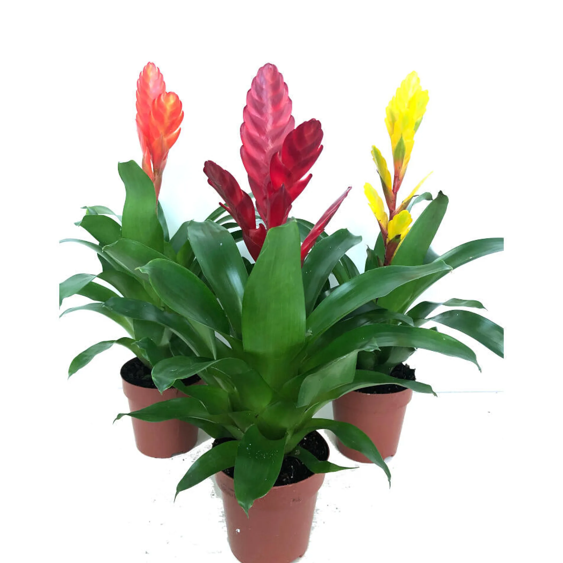Vriesea Variada M12 45cm