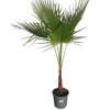 Washingtonia Robusta Maceta