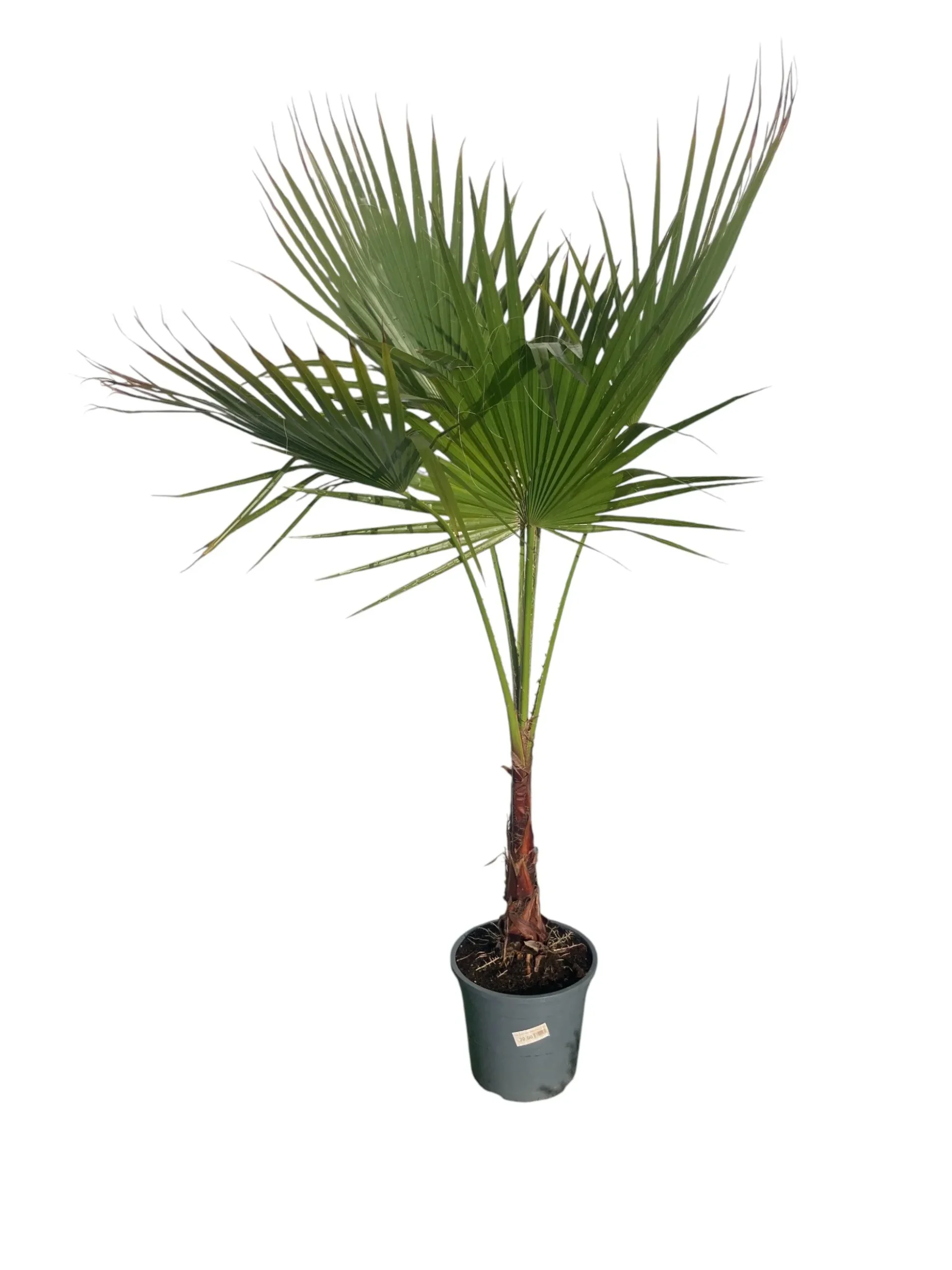 Washingtonia Robusta Maceta