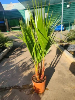 Washingtonia Robusta Maceta