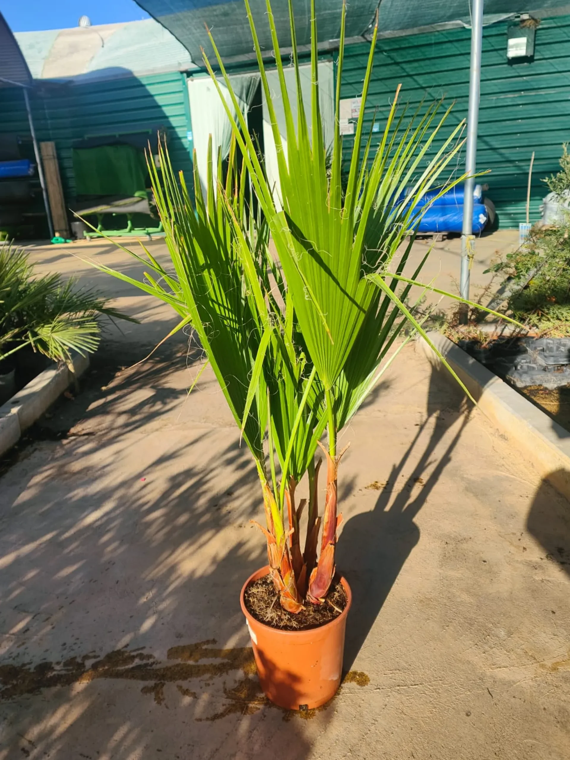 Washingtonia Robusta Maceta