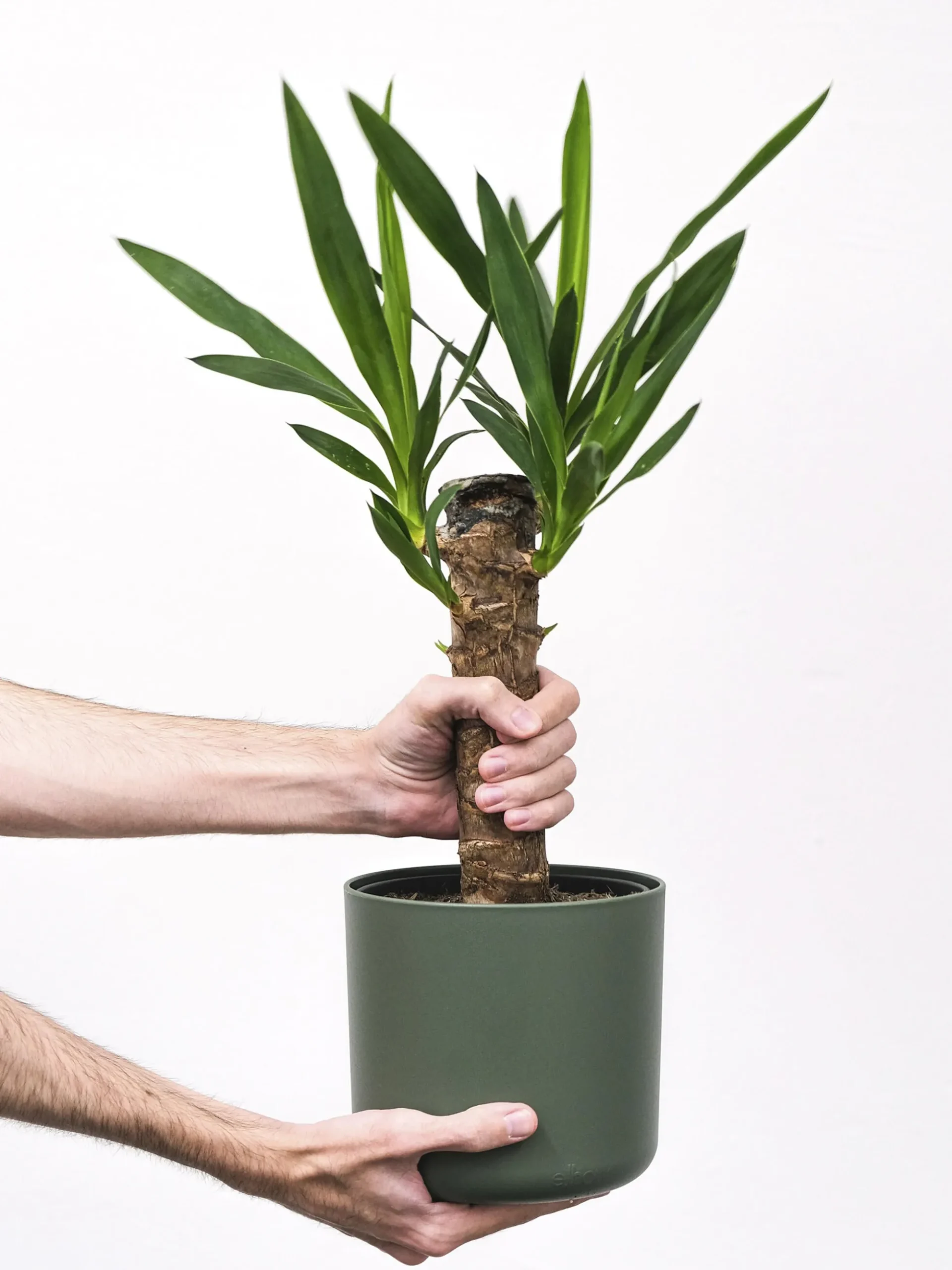 Yuca O Pie De Elefante | Altura 90cm - Diámetro 19cm