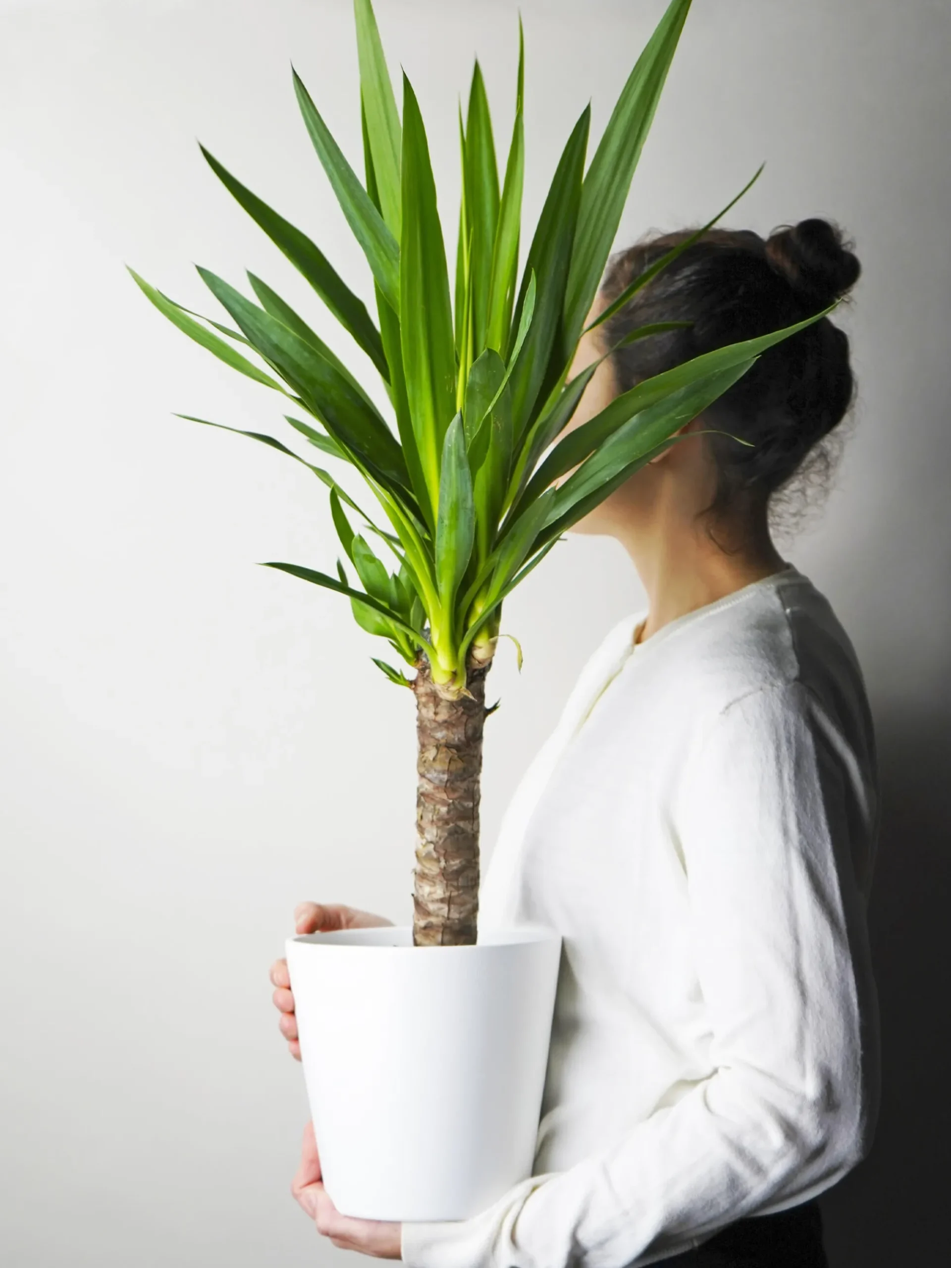 Yuca O Pie De Elefante | Altura 90cm - Diámetro 19cm
