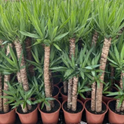 Yucca Elegans Maceta