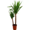 Yucca Elephantipes 90-45 M24 140cm