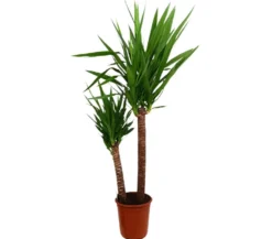 Yucca Elephantipes 90-45 M24 140cm