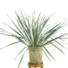 Yucca Rostrata M24 70cm