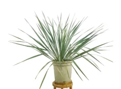 Yucca Rostrata M24 70cm
