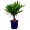 Zamia Floridiana M22 50 - 60cm
