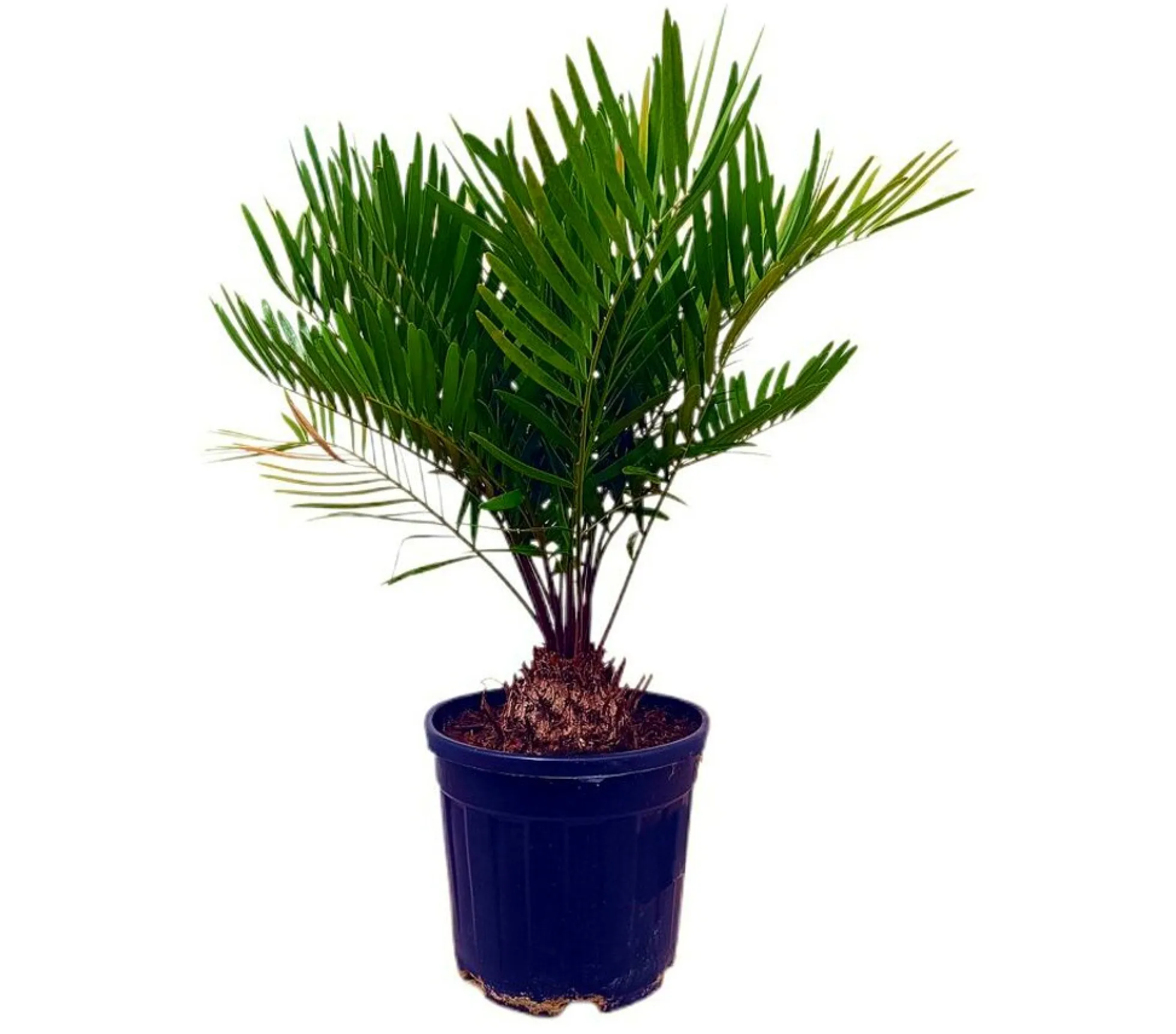 Zamia Floridiana M22 50 - 60cm
