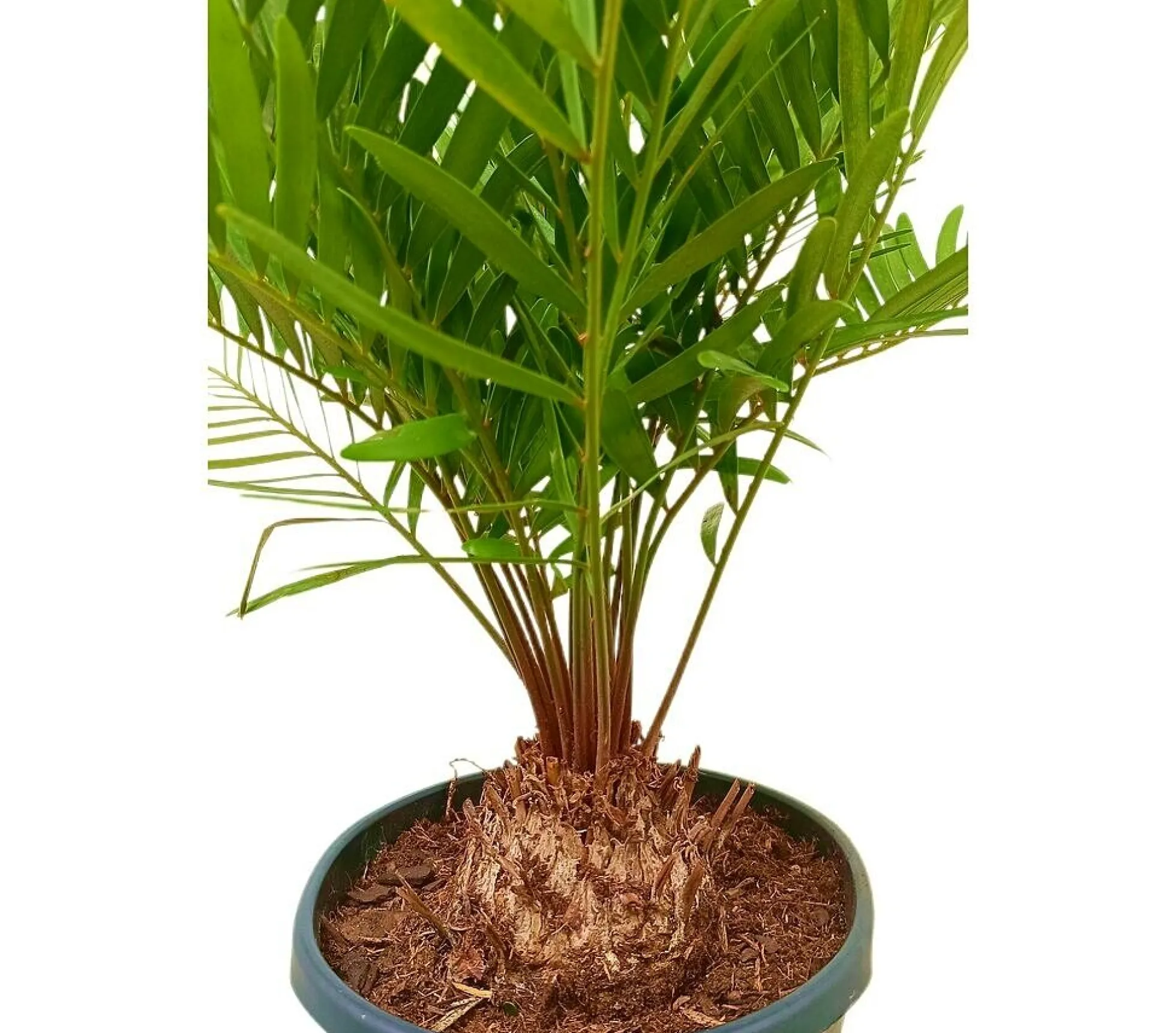 Zamia Floridiana M22 50 - 60cm