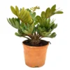 Zamia Furfuracea M20 40cm (palma Bola)