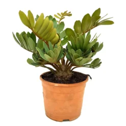 Zamia Furfuracea M20 40cm (palma Bola)