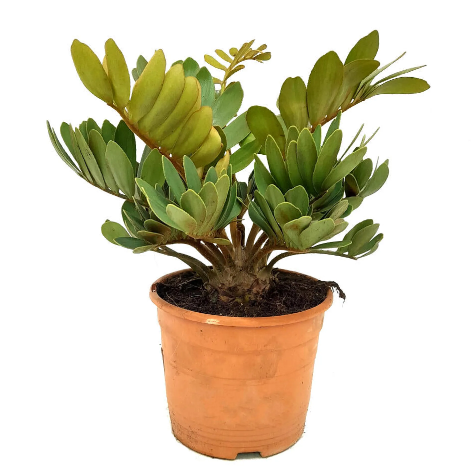 Zamia Furfuracea M20 40cm (palma Bola)