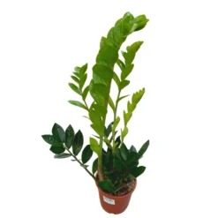 Zamioculcas Planta De Interior Resistente A La Poca Luz (zamioculcas Zamiifolia) Maceta 17cm
