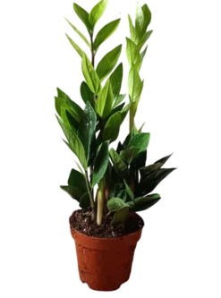 Zamioculcas Planta De Interior Muy Resistente Necesita Poca Luz