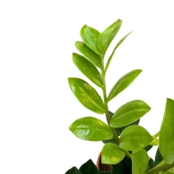 Zamioculcas Planta De Interior Resistente A La Poca Luz (zamioculcas Zamiifolia) Maceta 14cm