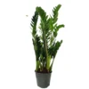 Zamioculca Zamiifolia M19