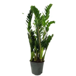 Zamioculca Zamiifolia M19