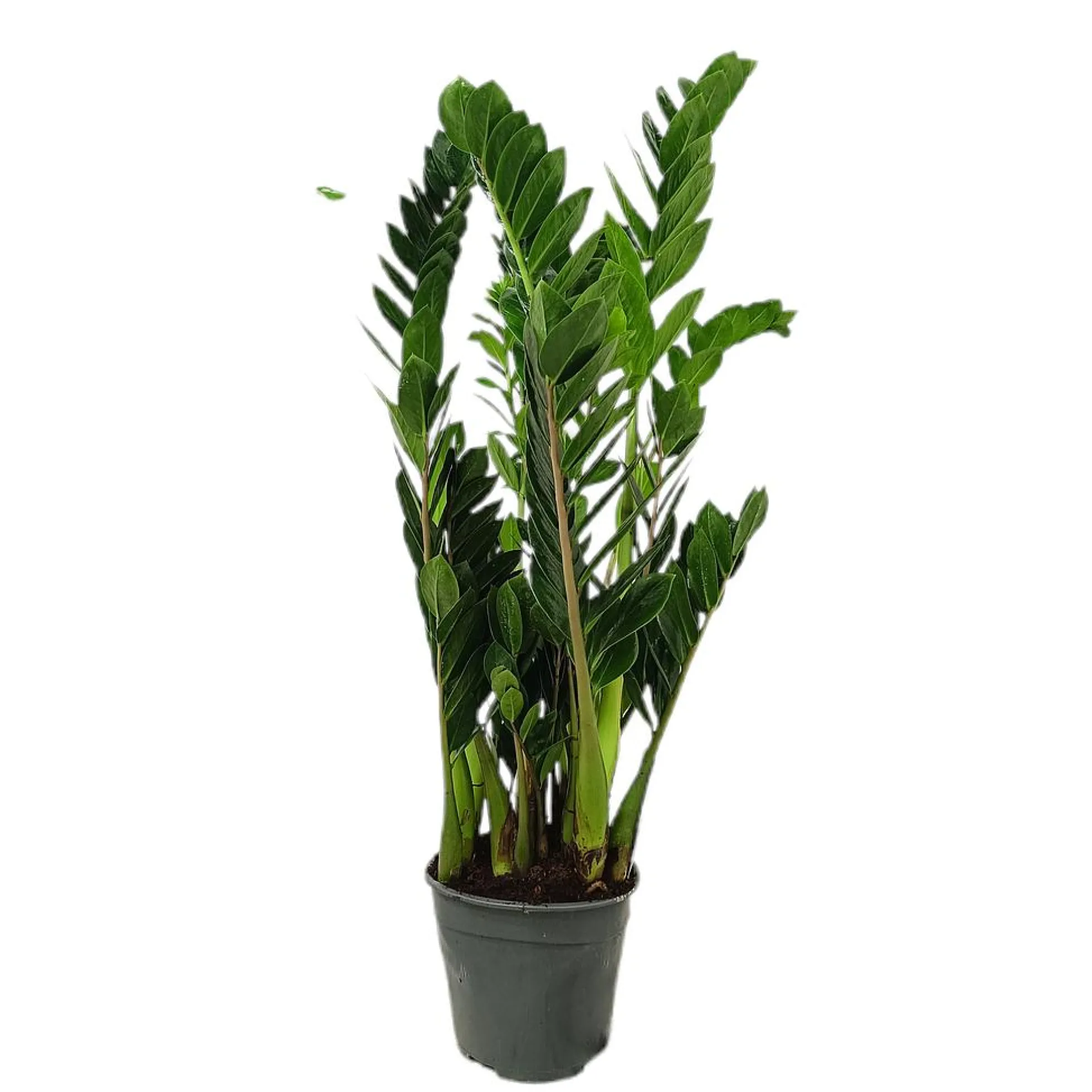 Zamioculca Zamiifolia M19