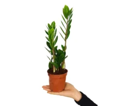 Zamioculca Zamiifolia M11