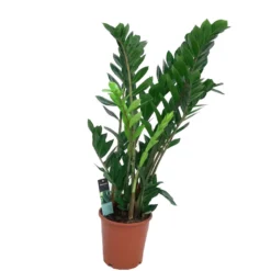 Zamioculca Zamiifolia M21 100cm