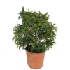 Zanthoxylum Odorum Bola M25 50cm