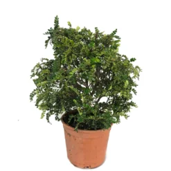 Zanthoxylum Odorum Bola M25 50cm